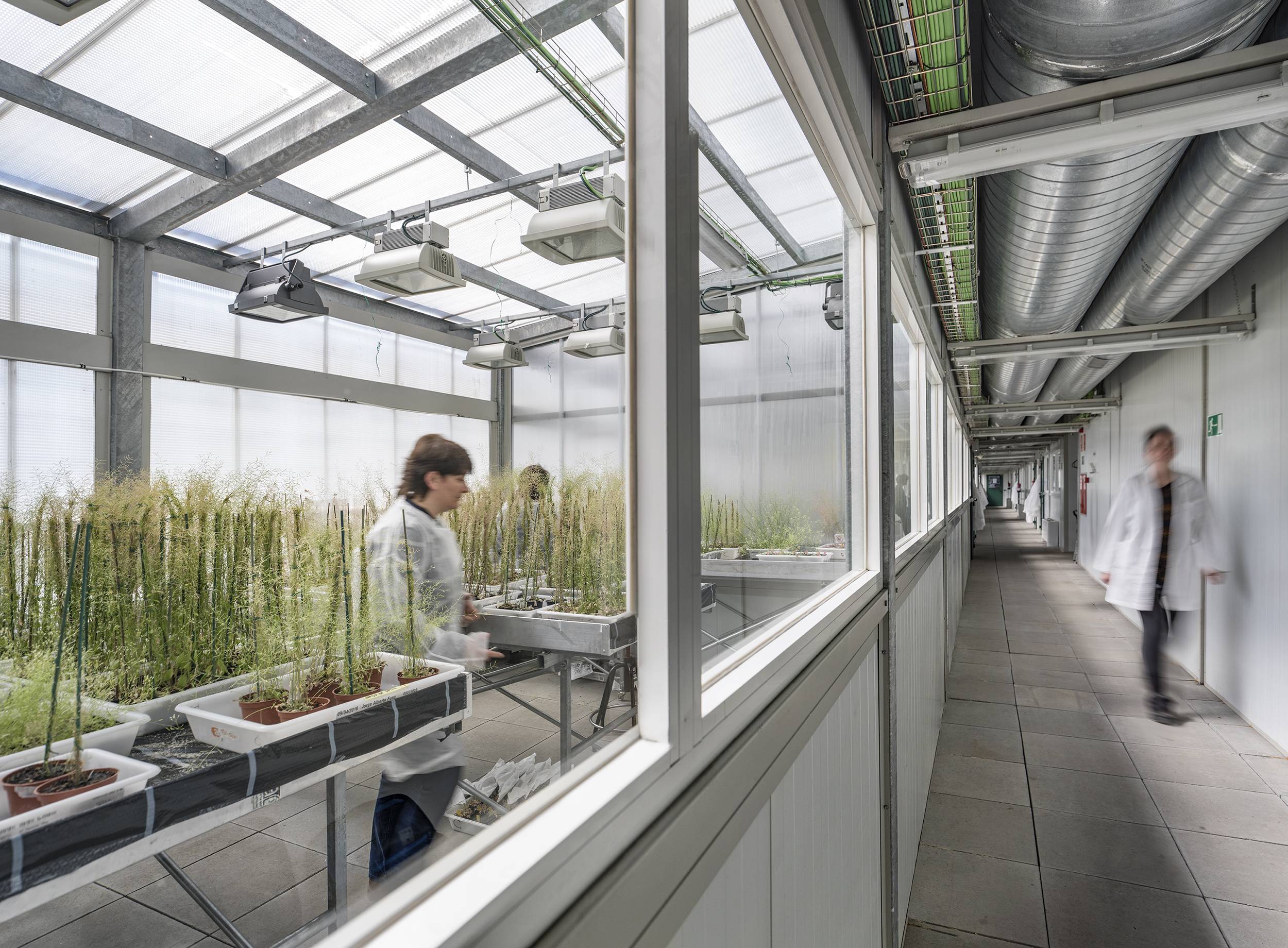 CRAG greenhouses with Arabidopsis|Science Review Authors